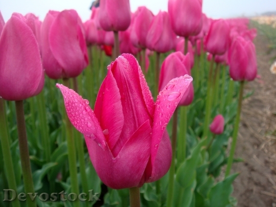 Devostock Tulips Pink Tulip Field
