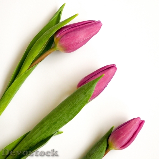 Devostock Tulips Pink White Background
