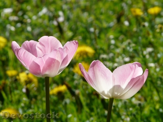 Devostock Tulips Pink White Light 0