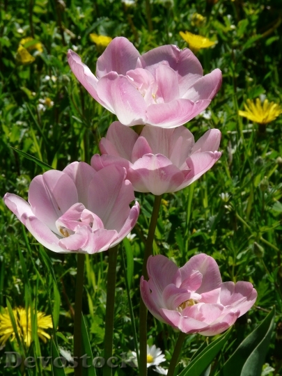 Devostock Tulips Pink White Light