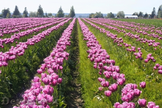 Devostock Tulips Purple Field Nature