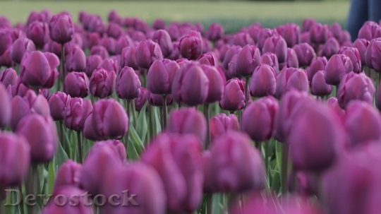 Devostock Tulips Purple Field Spring