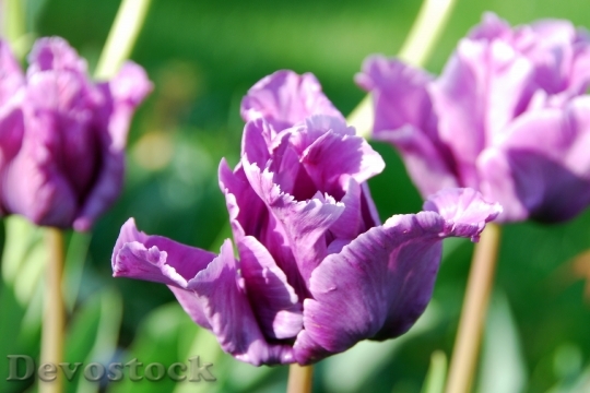Devostock Tulips Purple Flower Bloom