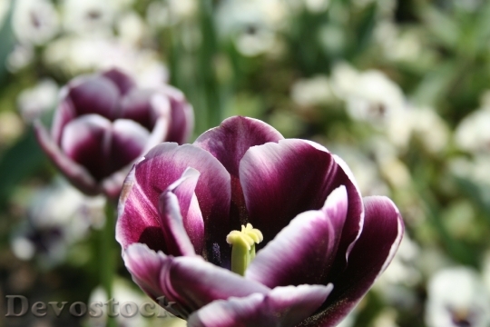 Devostock Tulips Purple Flowers Meadow