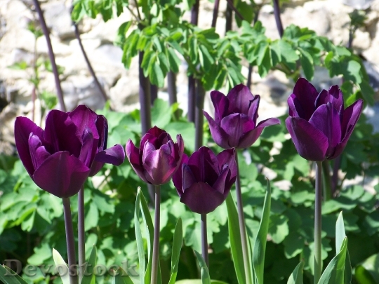 Devostock Tulips Purple Garden Spring