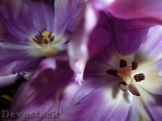 Devostock Tulips Purple Light Shadow