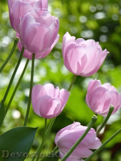 Devostock Tulips Purple Spring Garden