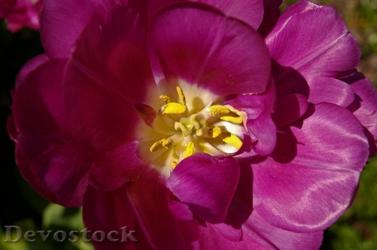 Devostock Tulips Purple Tulips Purple