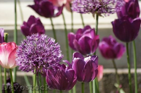 Devostock Tulips Purple Violet Flowers