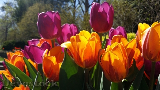 Devostock Tulips Purple Yellow Spring