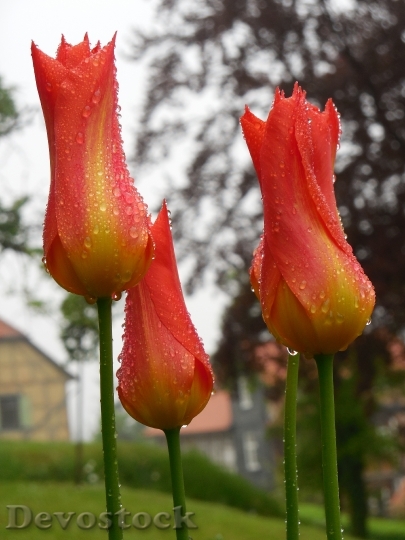 Devostock Tulips Raindrop Flowers Spring