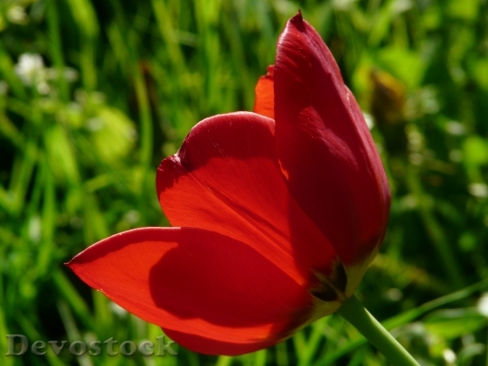 Devostock Tulips Red Back Light 2