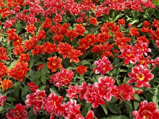 Devostock Tulips Red Flower Spring