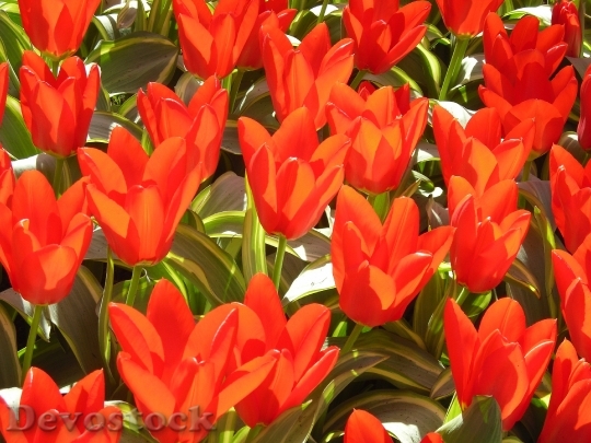 Devostock Tulips Red Flowers Nature