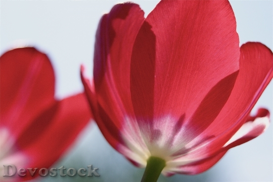Devostock Tulips Red Flowers Petals 0