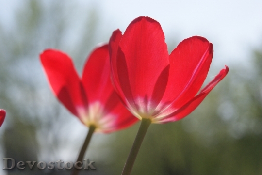 Devostock Tulips Red Flowers Petals