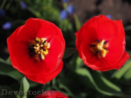 Devostock Tulips Red Flowers Spring 1
