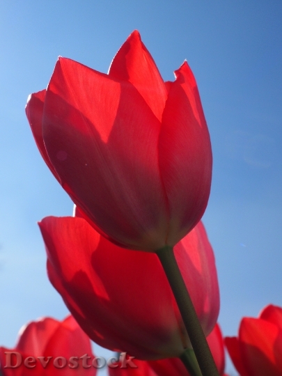 Devostock Tulips Red Flowers Spring