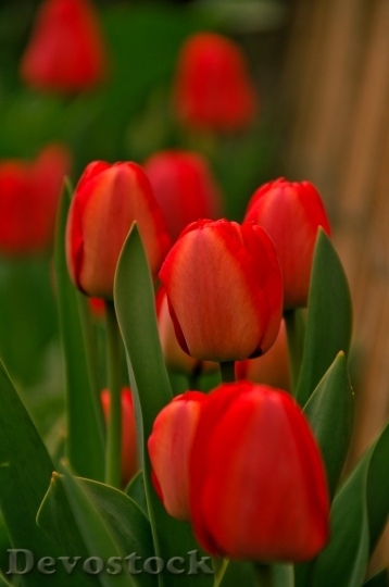 Devostock Tulips Red Green Color