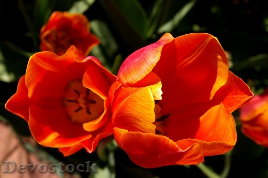 Devostock Tulips Red Orange Tulips