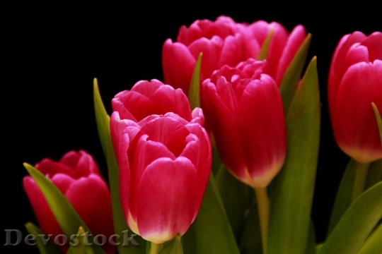 Devostock Tulips Red Pink Lily