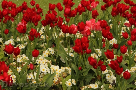 Devostock Tulips Red Plant Romance