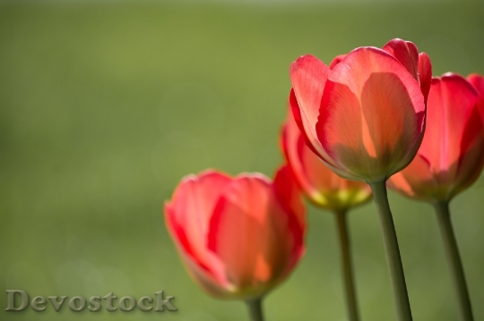 Devostock Tulips Red Red Tulips