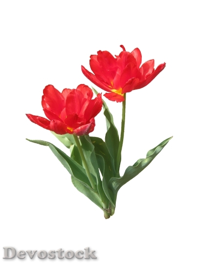 Devostock Tulips Red Spring Bloom