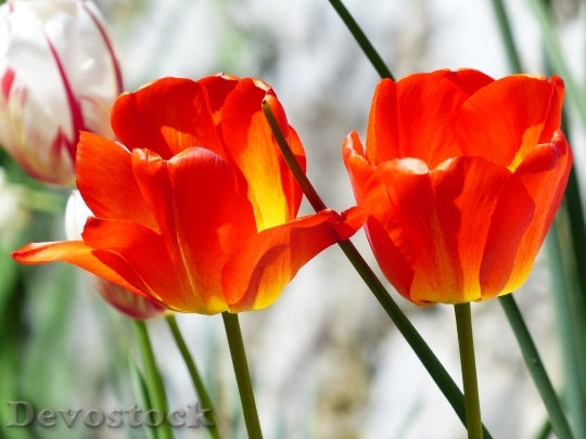 Devostock Tulips Red Spring Flowers B 0