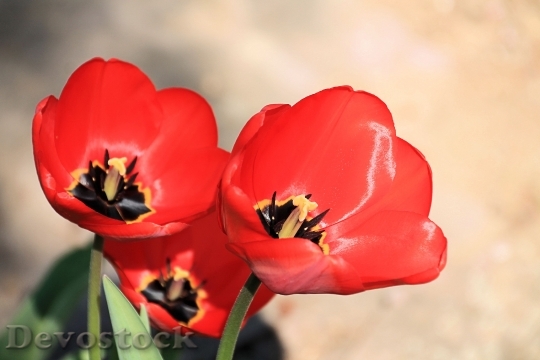 Devostock Tulips Red Spring Flowers B 4