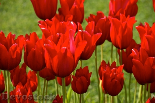 Devostock Tulips Red Spring Flowers B 5