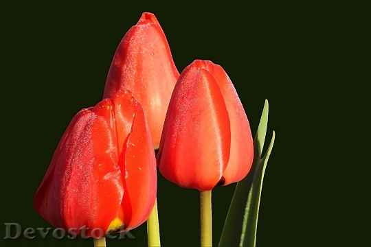 Devostock Tulips Red Spring Nature