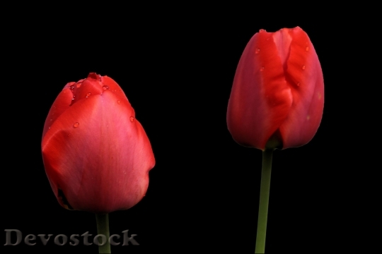 Devostock Tulips Red Spring Spring 0