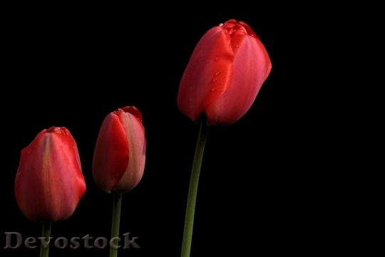 Devostock Tulips Red Spring Spring