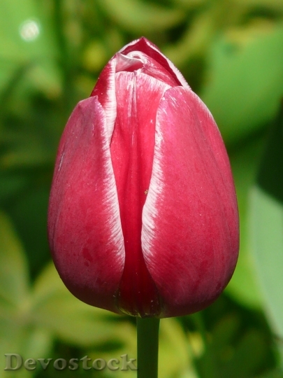 Devostock Tulips Red White Back