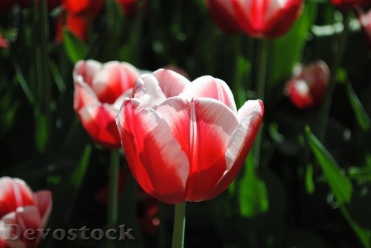 Devostock Tulips Red White Petals