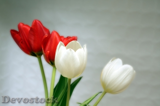 Devostock Tulips Red White Spring