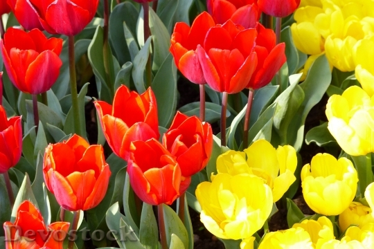 Devostock Tulips Red Yellow 954315