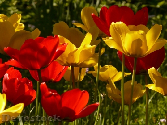 Devostock Tulips Red Yellow Back