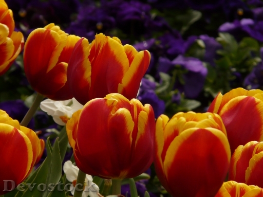 Devostock Tulips Red Yellow Flowers 0