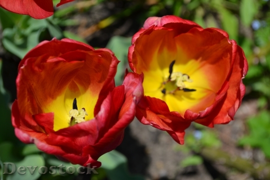 Devostock Tulips Red Yellow Flowers 1