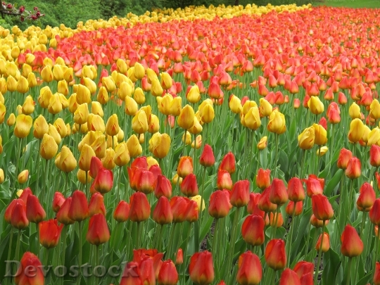 Devostock Tulips Red Yellow Flowers