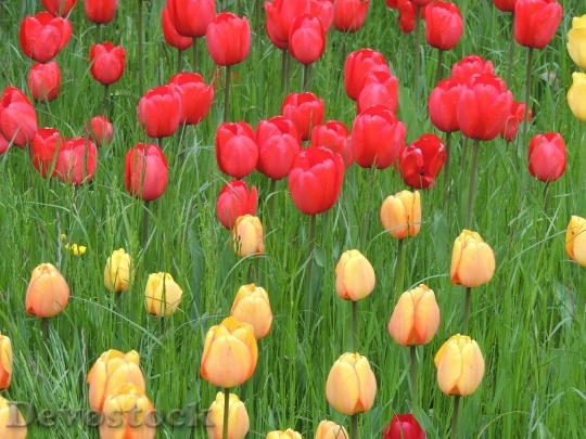 Devostock Tulips Red Yellow Meadow