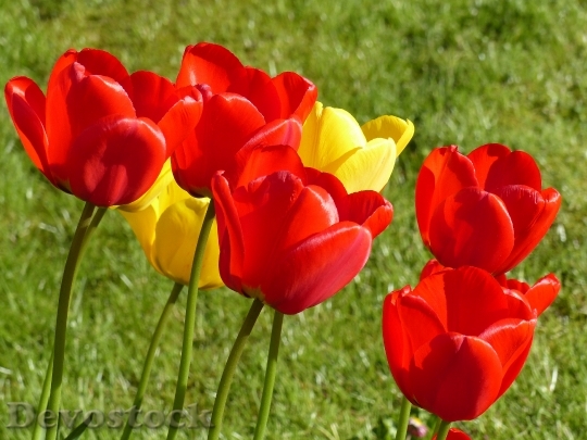Devostock Tulips Red Yellow Spring 0