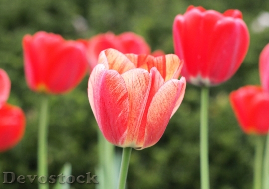 Devostock Tulips Spring Bloom Floral