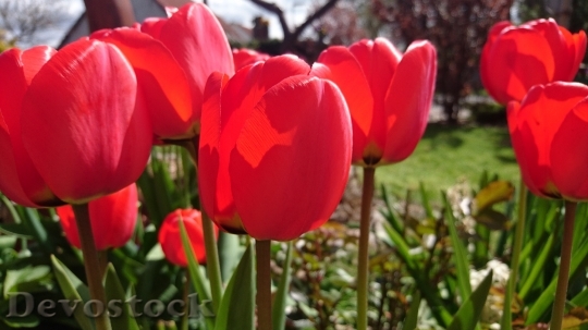 Devostock Tulips Spring Blossom Bloom 0