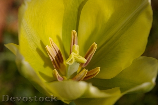 Devostock Tulips Spring Blossom Bloom