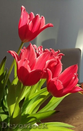 Devostock Tulips Spring Bouquet 1365094
