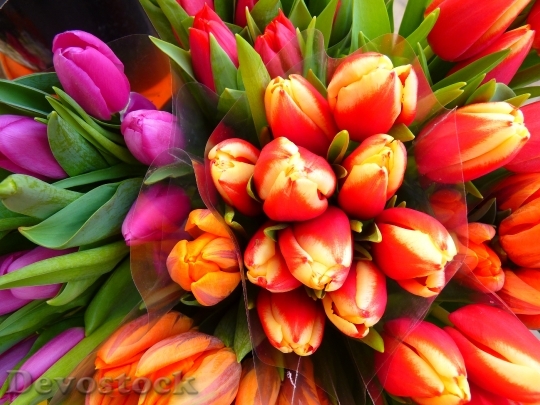 Devostock Tulips Spring Colorful Bouquet