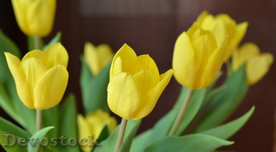 Devostock Tulips Spring Cut Flowers